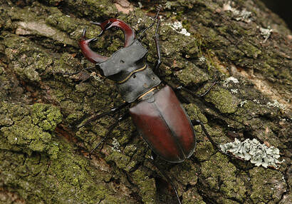 Roháč obecný (Lucanus cervus), největší brouk Evropy.