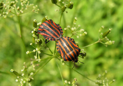 Kněžice páskovaná (Graphosoma lineatum).