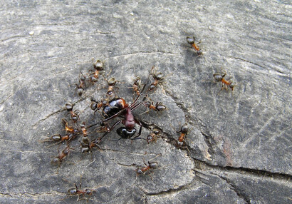 Mravenčí válka (Formica sp.).