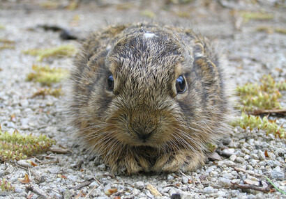 Zajíček "březňák" (Lepus europaeus) hlídá hrad.