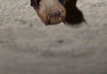 Netopýr brvitý (Myotis emarginatus).