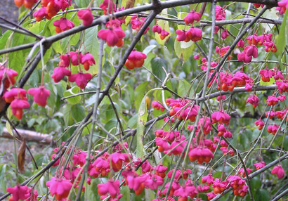 Brslen evropský (Euonymus europaeus).
