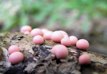 Hlenka vlčí mléko (Lycogala epidendrum).