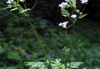 Kerblík třebule (Anthriscus cerefolium), aromatický "divoký anýz".