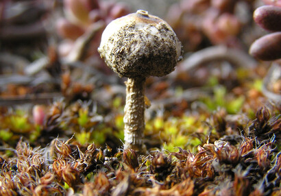 Teplomilná houba palečka zimní (Tulostoma brumale).
