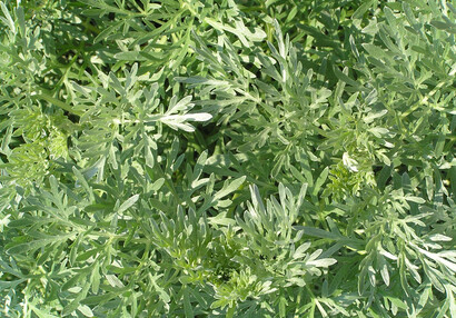 Pelyněk pravý (Artemisia absinthium) vyniká hořkou chutí a výraznou vůní.
