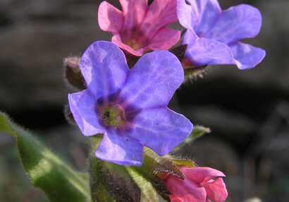 Plicník lékařský (Pulmonaria officinalis).