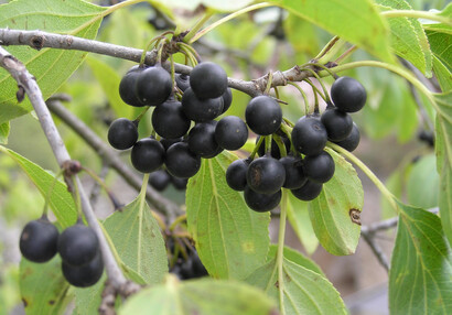 Řešetlák počistivý (Rhamnus cathartica).