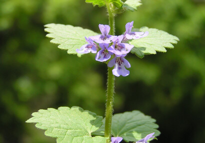 Aromatický popenec břečťanolistý (Glechoma hederacea), koření našich babiček.