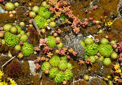 Zelené růžice netřesků (Jovibarba globifera) a růžové lístky rozchodníků (Sedum album) na nové střeše mladšího hradu.